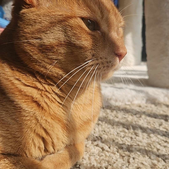 Please Read & Share Frankie's Story 🙏 Frankie God's Miracle Cat!!! - Picture 6 of 9